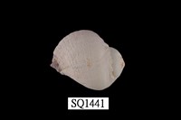 藏品(紫口珊瑚螺)的圖片